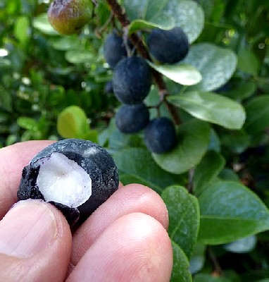 Cocoplum Fruit